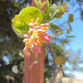 Photo of the plant species Etruscan Honeysuckle by @BigOnion15 named Leonardo on Greg, the plant care app