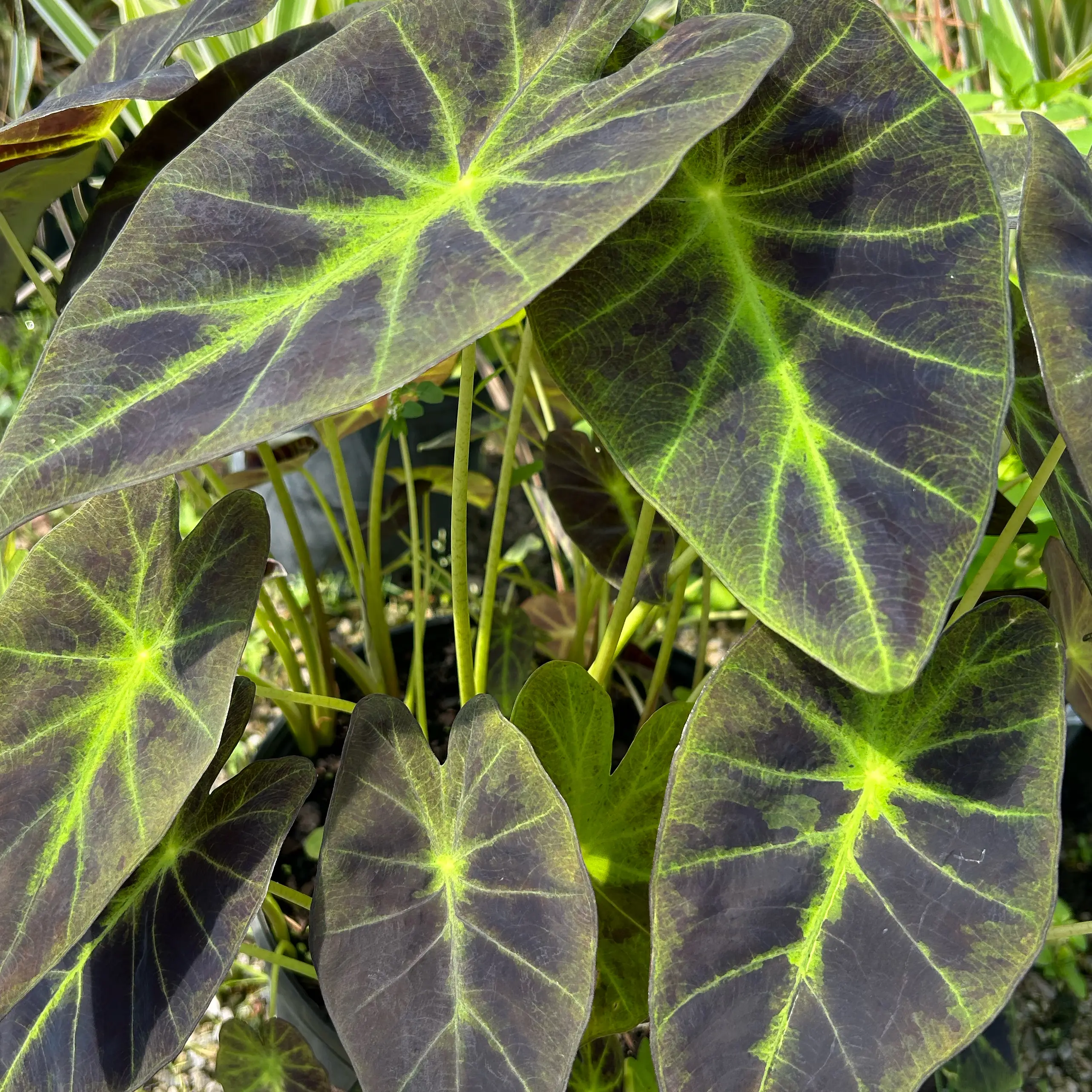 Photo of the plant species Colocasia 'Black Beauty' by @VigorousCashew named Onyx on Greg, the plant care app