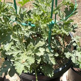 Photo of the plant species Sugar Baby Watermelon by @ChicBearcorn24 named Winston on Greg, the plant care app