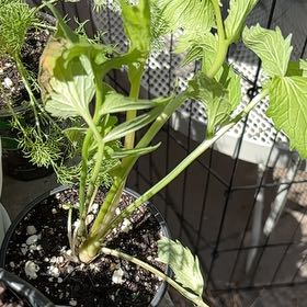 Plant care for Knautia 'Thunder and Lightning' on Greg, the plant care app