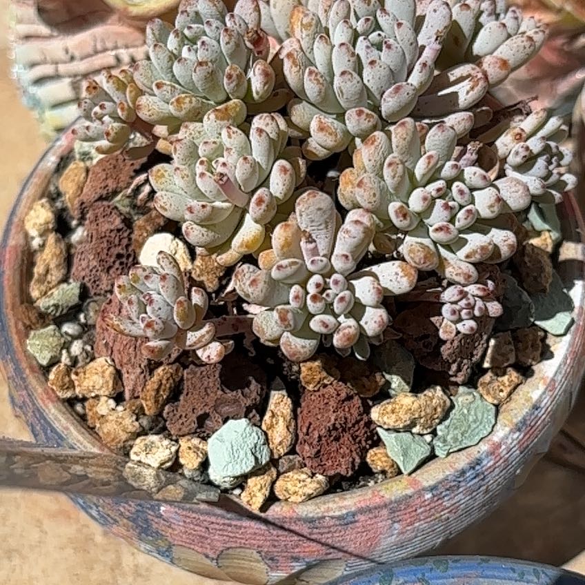Photo of the plant species Bluebean by @ChicBearcorn24 named Zion on Greg, the plant care app