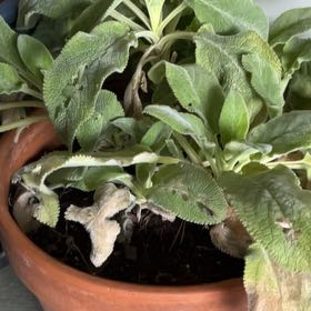 Photo of the plant species Lamb's Ear by @CivilKoa69 named Dolores on Greg, the plant care app
