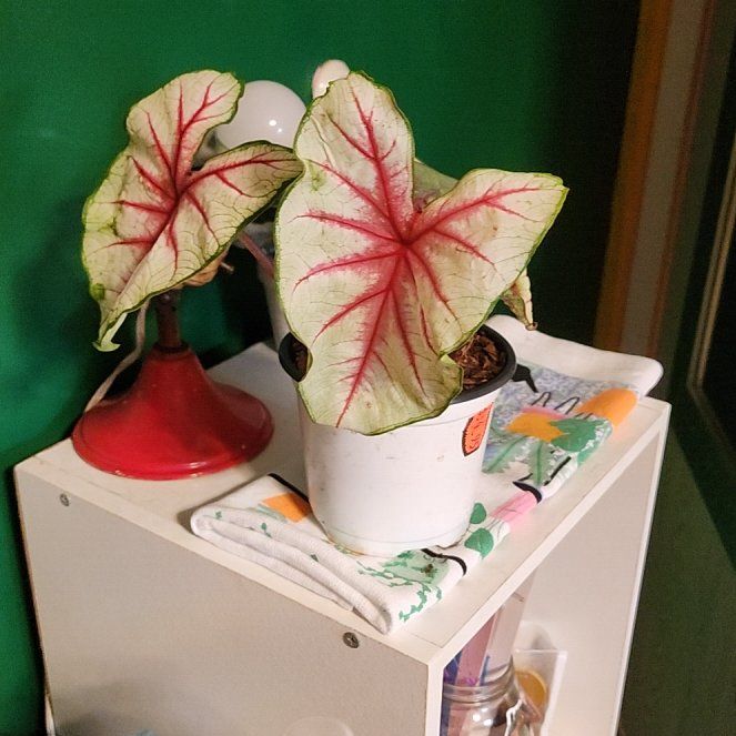 Photo of the plant species Fiesta Caladium by @ProPygmyiris18 named Daphne on Greg, the plant care app