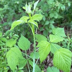 Photo of the plant species Black Raspberry by @HappySuriana21 named Orlando Bloom on Greg, the plant care app
