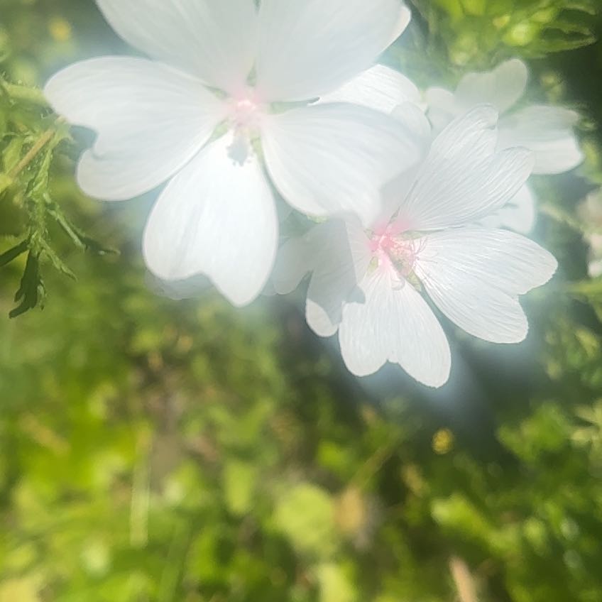 Photo of the plant species Musk Mallow by @YesRuby85 named Darwin on Greg, the plant care app