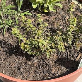 Photo of the plant species Lemon Thyme 'Gold Edge' by @SilkyDovetree78 named Denali on Greg, the plant care app