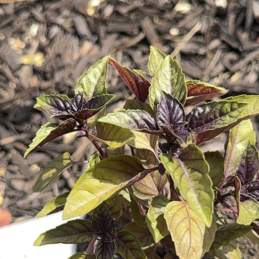 Photo of the plant species Red Rubin Basil by @SilkyDovetree78 named Sonora on Greg, the plant care app