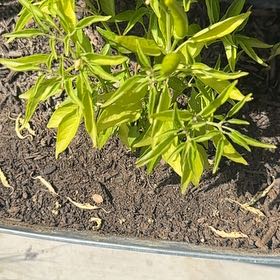 Photo of the plant species Bird's Eye Chili by @SilkyDovetree78 named Nemo on Greg, the plant care app