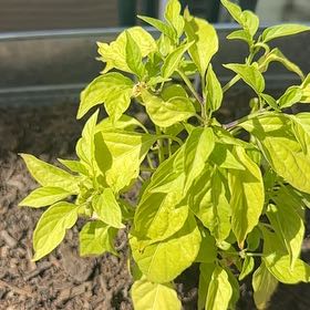 Photo of the plant species Pepperoncini Peppers by @SilkyDovetree78 named Anne on Greg, the plant care app
