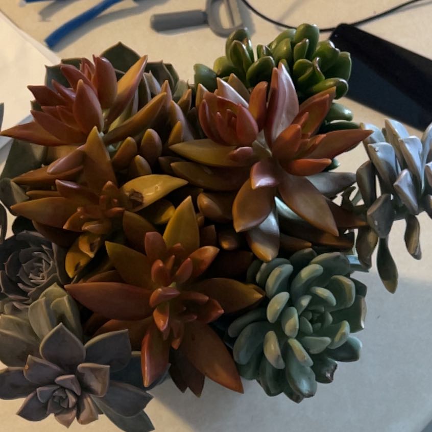 Photo of the plant species Gregory by @VigilantAnise named Succulent on Greg, the plant care app