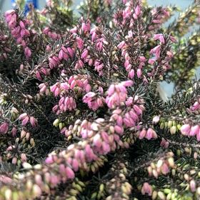 Photo of the plant species Alpine Heath by @FitErophaca7 named Stella on Greg, the plant care app