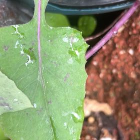 Photo of the plant species Wall Lettuce by @UberPurei70 named Hemingway on Greg, the plant care app