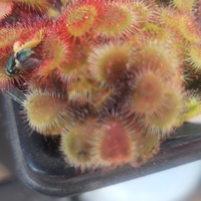 Photo of the plant species Australian Sundew by @ExoticCorrea2 named Sol on Greg, the plant care app