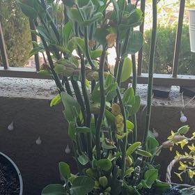 Photo of the plant species Tall Slipper Plant by @SplendidIvy94 named Wall-E on Greg, the plant care app