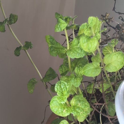 Photo of the plant species Yerba Buena by @PrettyJade39 named Marley on Greg, the plant care app