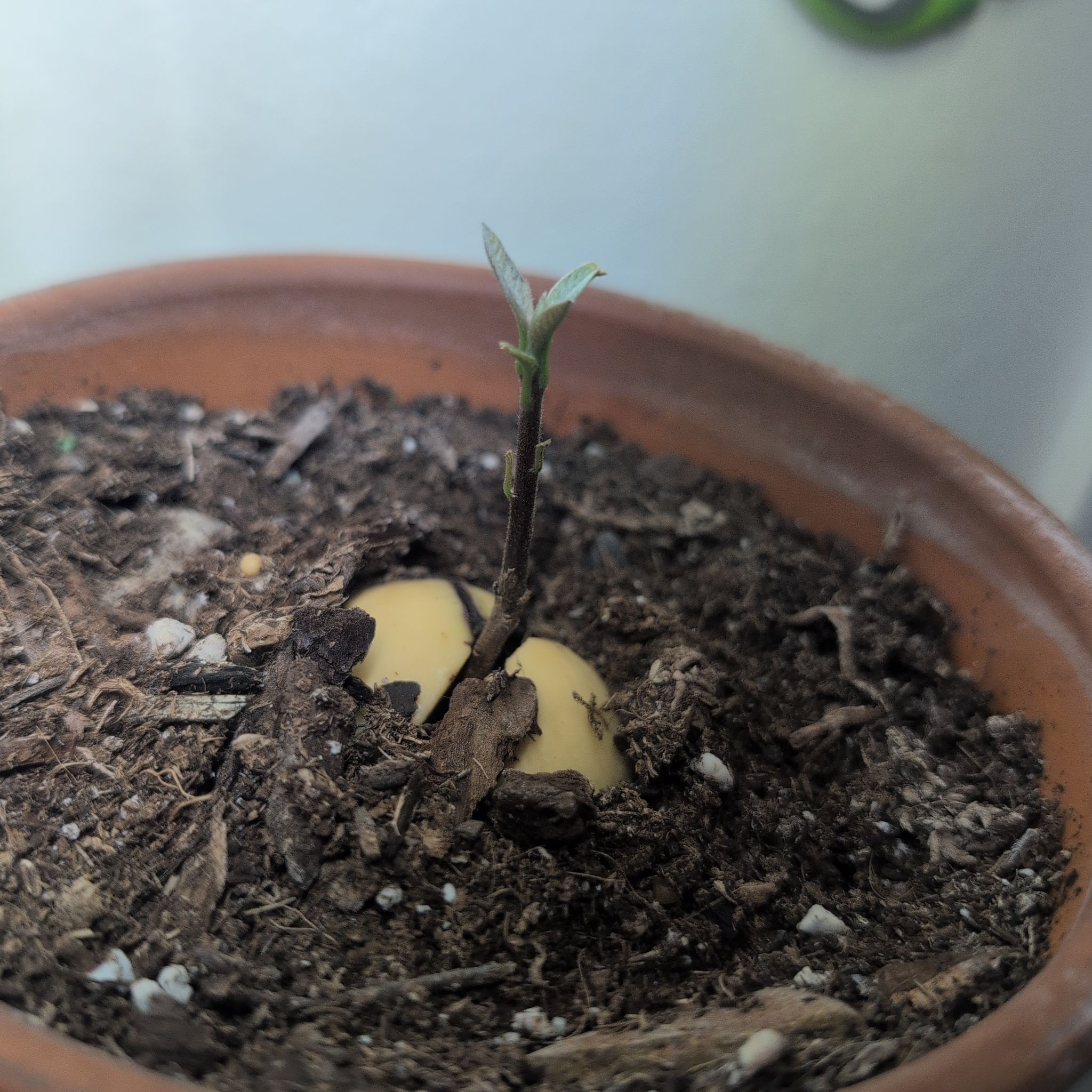 Photo of the plant species Avacado Tree by @PrettyJade39 named Gates on Greg, the plant care app