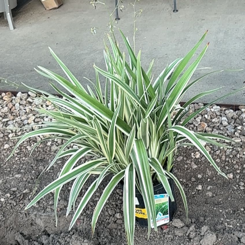 Photo of the plant species Flax Lily by @WinGinseng94 named Walt on Greg, the plant care app