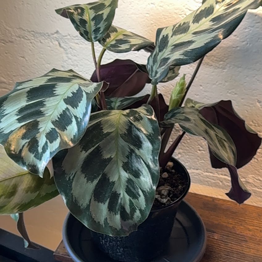 Photo of the plant species Calathea Helen Kennedy by @PetWillowdock18 named Helen on Greg, the plant care app