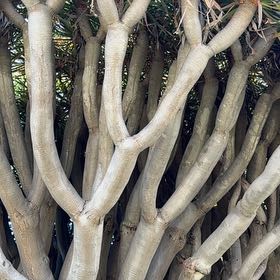 Photo of the plant species Canary Island Dragon Tree by @RoundOleaster97 named Beckham on Greg, the plant care app