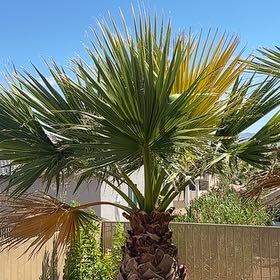 Photo of the plant species California Fan Palm by @ExoticErophaca named Cleopatra on Greg, the plant care app