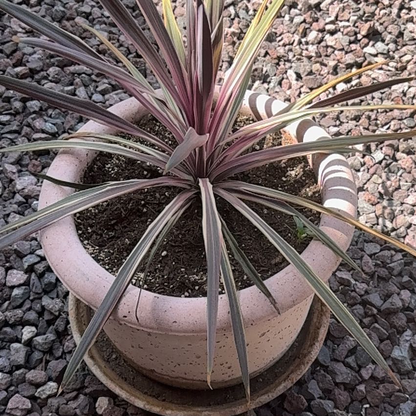 Photo of the plant species Pink Dreams by @BodaciousJade95 named Pink Dreams Salsa on Greg, the plant care app