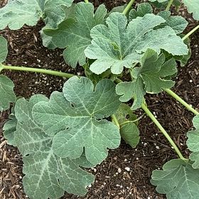 Photo of the plant species Acorn Squash by @GreenGlowMama named Winston on Greg, the plant care app