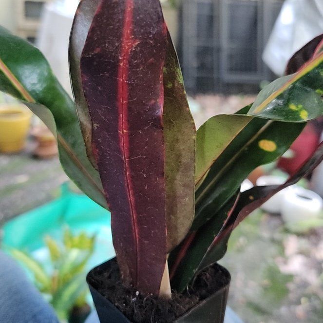 Photo of the plant species Croton Mammy by @DearAtom9 named Girlfrond on Greg, the plant care app