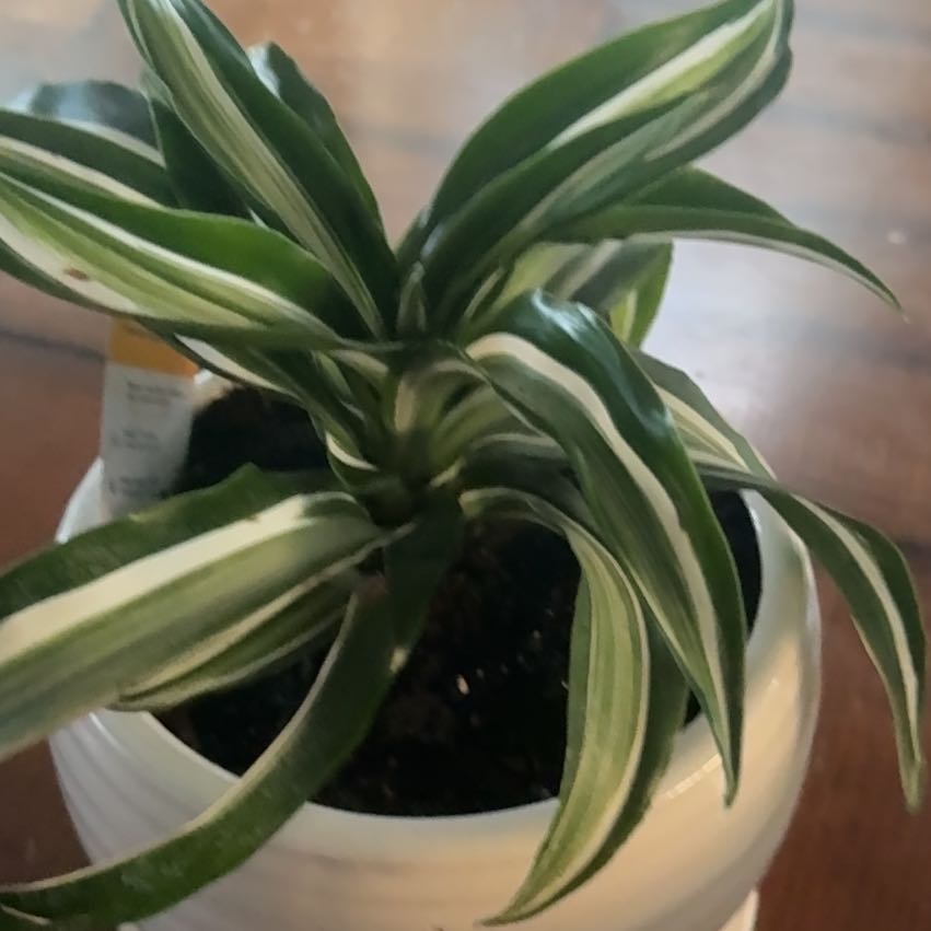 Photo of the plant species Superba Fittonia by @SportKiekie66 named Walt on Greg, the plant care app