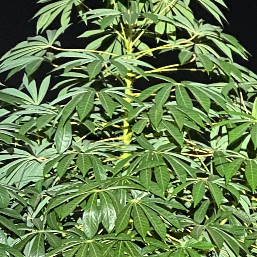 Photo of the plant species Cassava by @FamedRhubarb90 named Bodhi on Greg, the plant care app