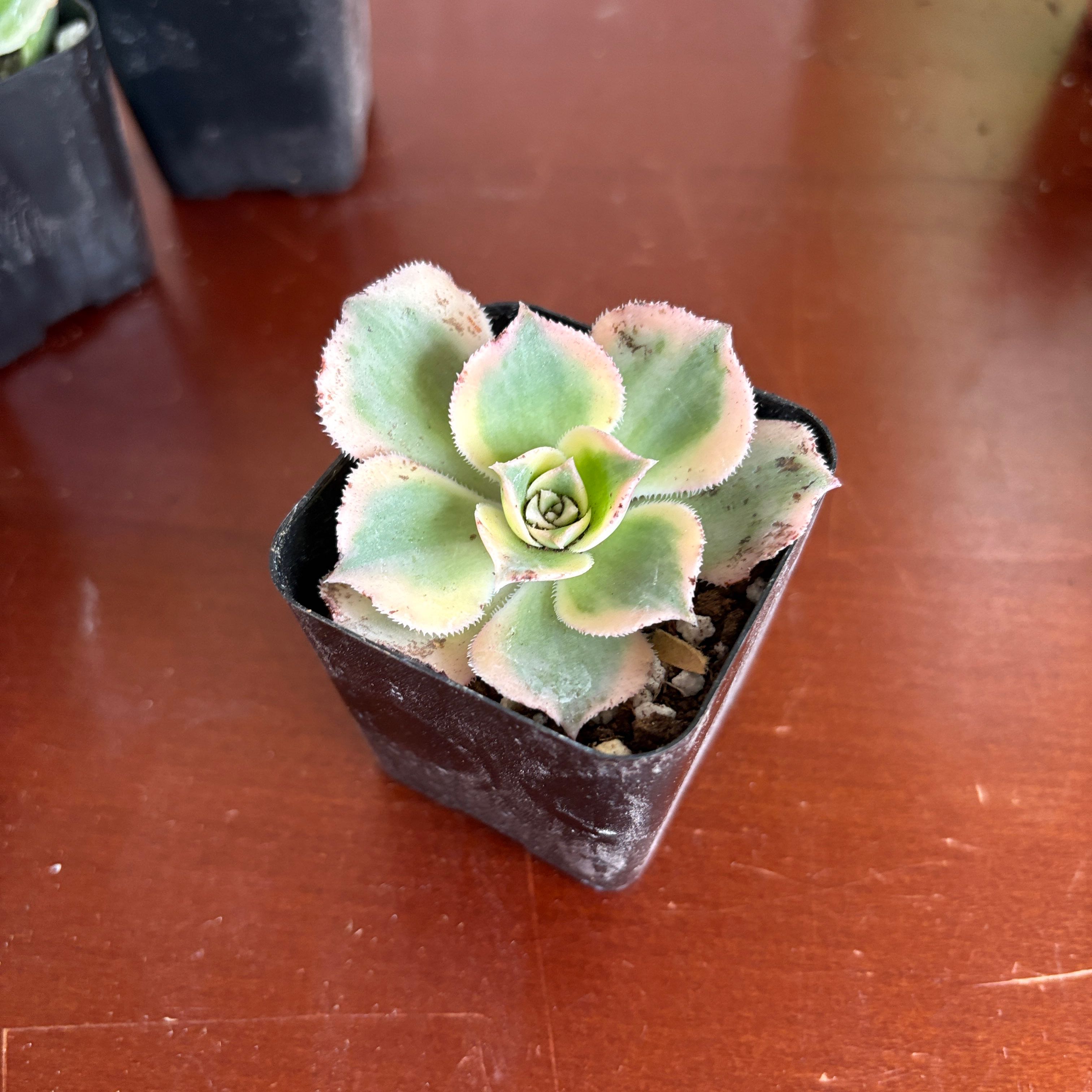 Darwin