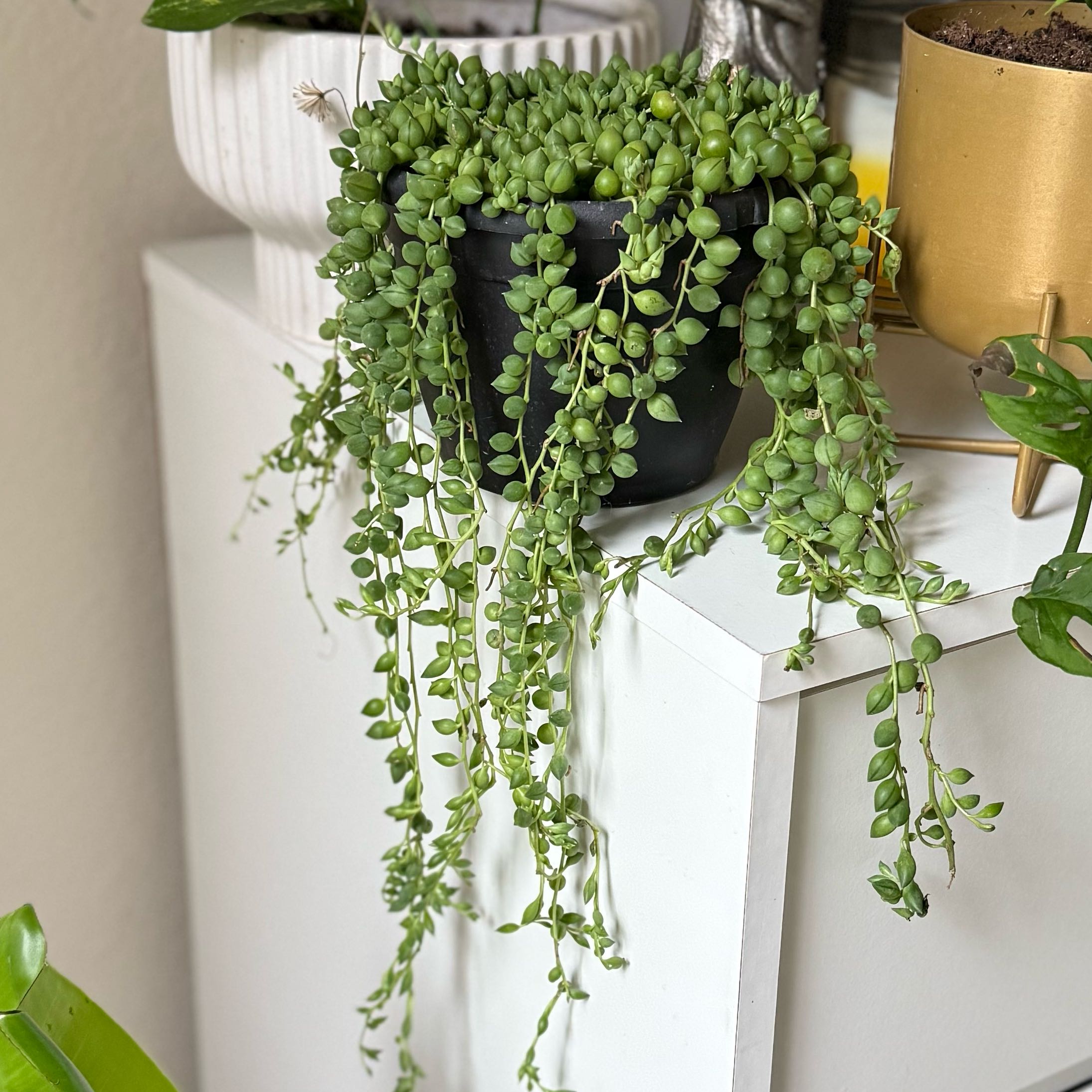 Photo of the plant species String of Teardrops by @DisarmingDodder named Sonora on Greg, the plant care app