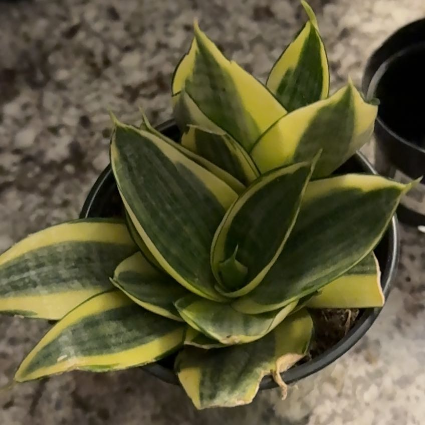 Photo of the plant species sanseviera trifasciata 'golden hahnii' by @BigQuince55 named Bruce Lee on Greg, the plant care app