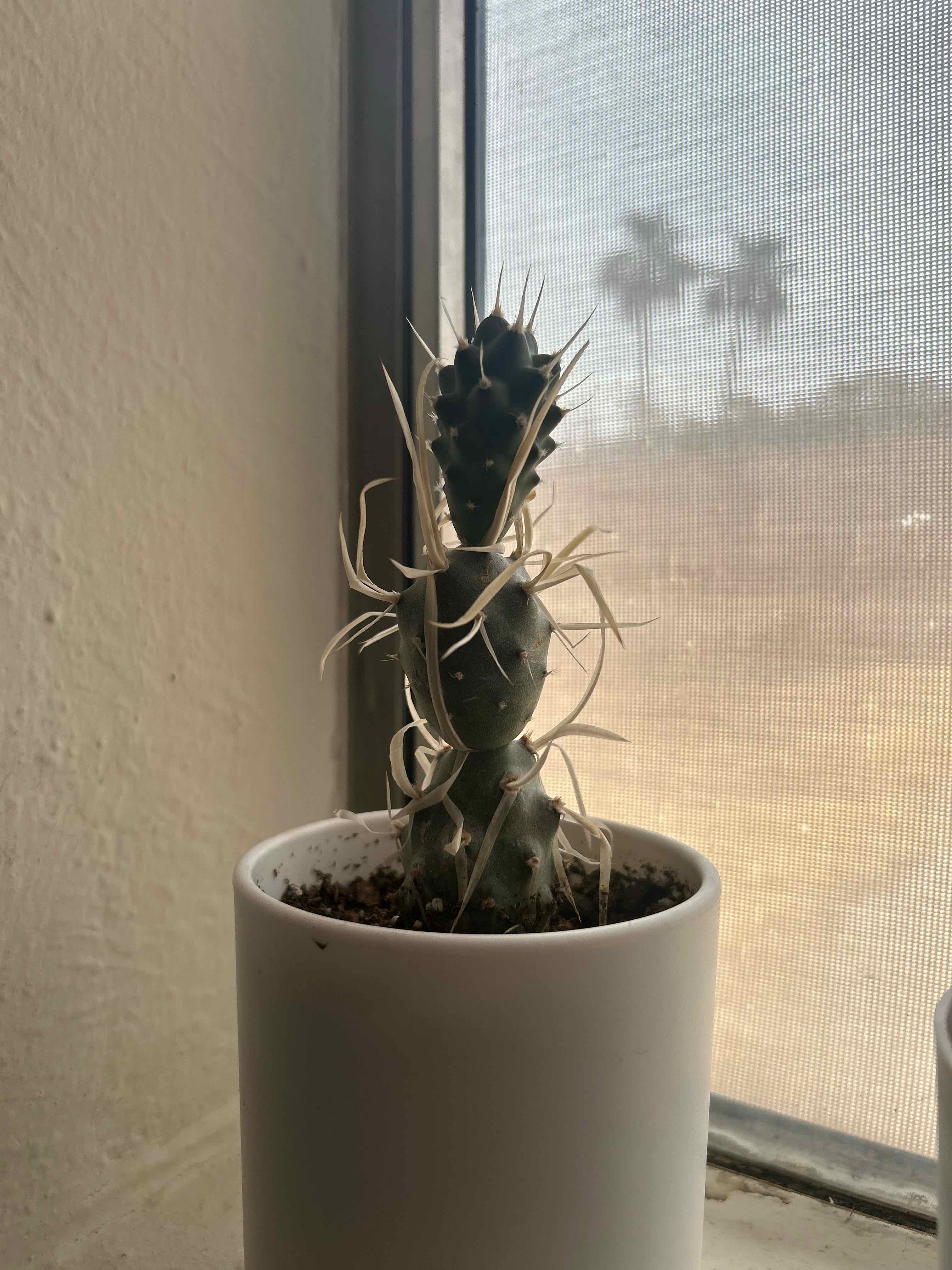 Photo of the plant species Paper Spine Cactus by @LacedKreap named Aristotle on Greg, the plant care app