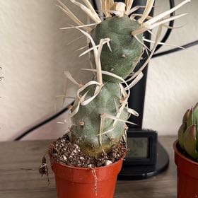 Photo of the plant species Paper Spine Cactus by @LacedKreap named Aristotle on Greg, the plant care app