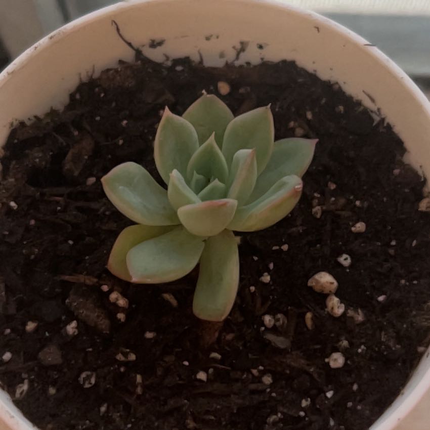 Photo of the plant species Mexican Snowball Echeveria by @LacedKreap named Miley on Greg, the plant care app