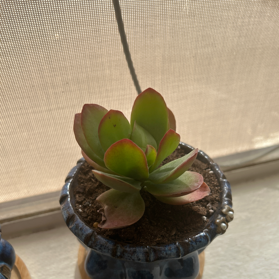 Photo of the plant species Kalanchoe 'Little Dragon' by @LacedKreap named Guppy on Greg, the plant care app