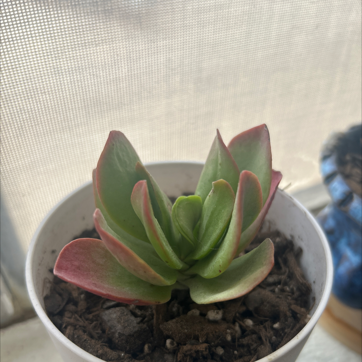 Photo of the plant species Kalanchoe 'Little Dragon' by @LacedKreap named Guppy on Greg, the plant care app
