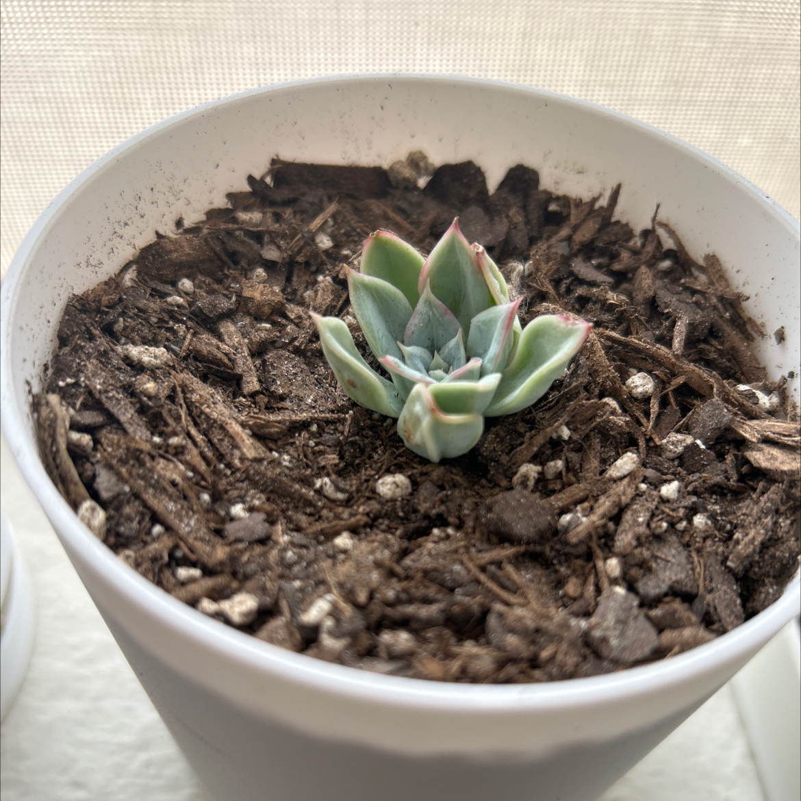 Photo of the plant species Mexican Snowball Echeveria by @LacedKreap named Miley on Greg, the plant care app