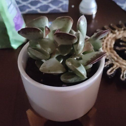 Photo of the plant species Andromischus Triflorus by @BigGloriosa64 named Xena on Greg, the plant care app