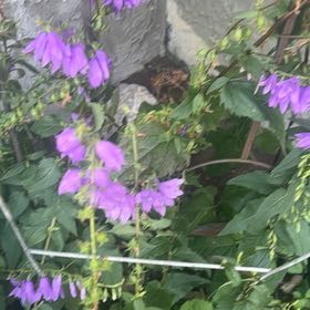 Photo of the plant species Rampion Bellflower by @UltraRiberry2 named Darwin on Greg, the plant care app