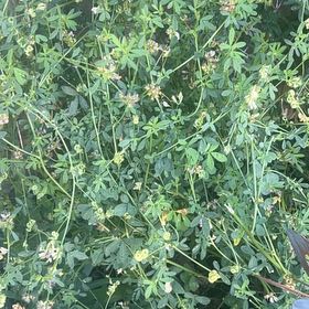 Photo of the plant species Alfalfa by @UltraRiberry2 named Delilah on Greg, the plant care app