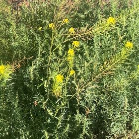 Photo of the plant species Butter and Eggs by @UltraRiberry2 named Huckleberry Fern on Greg, the plant care app