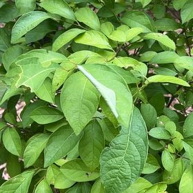 Photo of the plant species Spicebush by @VitalHardykiwi named Darwin on Greg, the plant care app