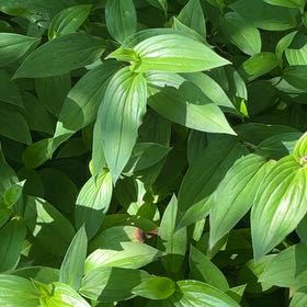 Photo of the plant species False Solomon's Seal by @VitalHardykiwi named ChloroPhil on Greg, the plant care app