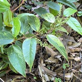 Photo of the plant species Wonga Wonga Vine by @VitalHardykiwi named Marilyn on Greg, the plant care app