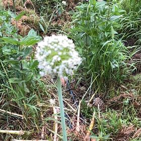 Photo of the plant species Garden Valerian by @VitalHardykiwi named Gaga on Greg, the plant care app