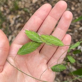 Photo of the plant species Sea Oats by @VitalHardykiwi named Sir Plancelot on Greg, the plant care app