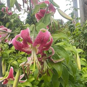 Photo of the plant species Martagon Lily by @VitalHardykiwi named Tolkien on Greg, the plant care app