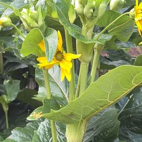 Photo of the plant species Cup Plant by @VitalHardykiwi named Bruce Lee on Greg, the plant care app