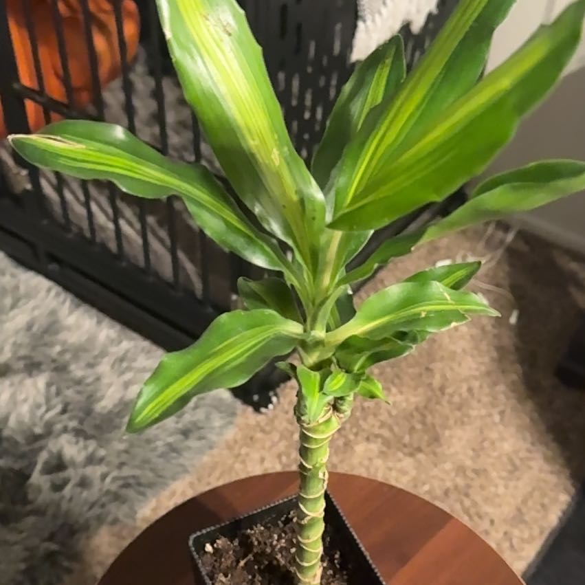 Photo of the plant species Dracaena 'Sted Sol Cane' by @BigWaiuatua98 named Shady Lady on Greg, the plant care app